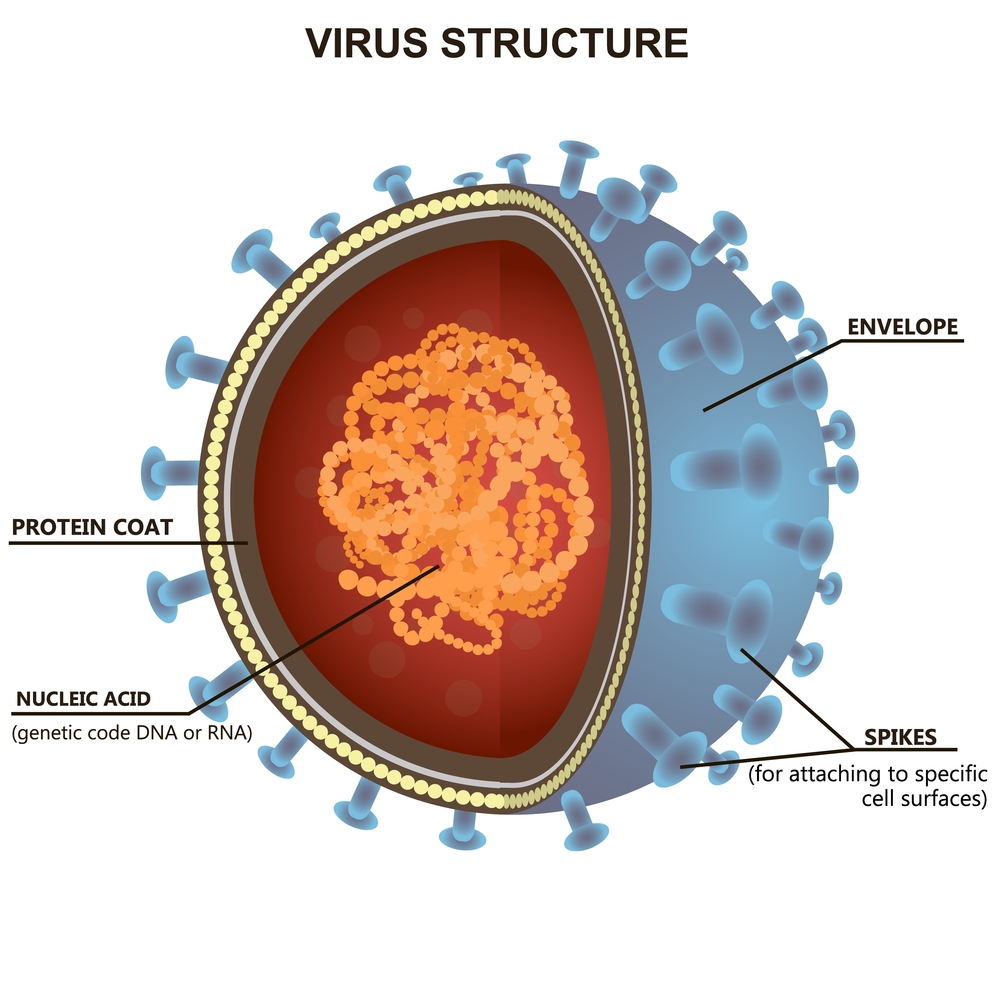 病毒 结构.jpg